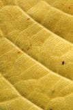 Background Of Yellow Leaf Royalty Free Stock Photos
