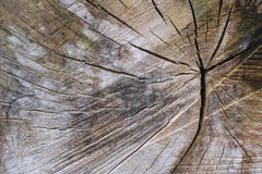 Background from old cut tree. Wooden Texture background stock photo Background from old cut tree. Wooden Texture background stock photo