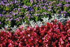 Background Or Texture Of Red Colors Of Begonia And Blue Ageratum Royalty Free Stock Images Background Or Texture Of Red Colors Of Begonia And Blue Ageratum Royalty Free Stock Images