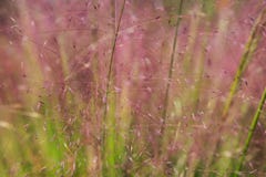 Background Ornamental Grass Spikes stock photos Background Ornamental Grass Spikes stock photos
