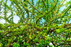 Background Pattern of Crescentia Cujete or Calabash Tree Stock Image Background Pattern of Crescentia Cujete or Calabash Tree Stock Image