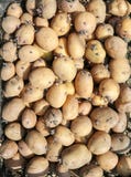 Background with potatoes royalty free stock photo Background with potatoes royalty free stock photo