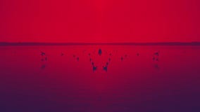 Background red lake with birds flying in slow motion stock video Background red lake with birds flying in slow motion stock video