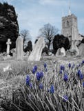 Springtime blue flowers seen growing by some old gravestones. royalty free stock image Springtime blue flowers seen growing by some old gravestones. royalty free stock image