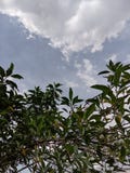 background of sky and cloud in the bright day with the leaves