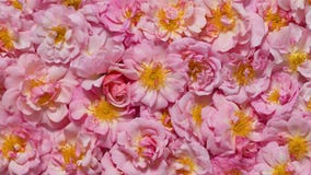 Background of small pink roses. Slowly rotation