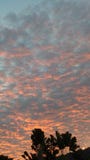 Cotton sunset evening royalty free stock images Cotton sunset evening royalty free stock images