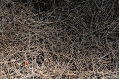 Background and texture of dry Australian pine tree leaves stock photography Background and texture of dry Australian pine tree leaves stock photography