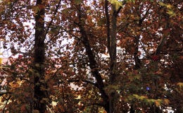 Background of trees on desktop stock images Background of trees on desktop stock images