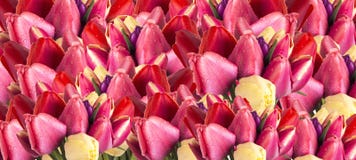 Background of tulip flowers royalty free stock images Background of tulip flowers royalty free stock images