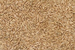 Background of unpeeled oats grain royalty free stock photo Background of unpeeled oats grain royalty free stock photo