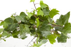 Background of wet ivy leaves on mirror stock photography Background of wet ivy leaves on mirror stock photography