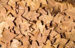 Background of yellow leaves stock images Background of yellow leaves stock images