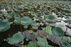 Lotus ponds and lotus leaves look and feel at ease