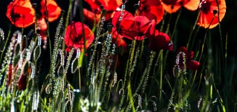 backlit wild Poppys on a sunny evening. stock photo backlit wild Poppys on a sunny evening. stock photo