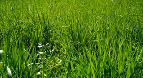 Backround d'herbe verte photos stock Backround d'herbe verte photos stock