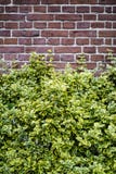 Backsteinmauerhintergrund mit Büschen lizenzfreie stockfotos Backsteinmauerhintergrund mit Büschen lizenzfreie stockfotos