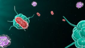 Bacteria attacking the immune system Royalty Free Stock Image Bacteria attacking the immune system Royalty Free Stock Image