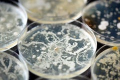 Bacterias que crecen en placas de Petri fotos de archivo libres de regalías Bacterias que crecen en placas de Petri fotos de archivo libres de regalías