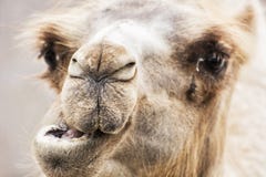 Bactrian Kamel - Camelus bactrianus humorvolles Nahaufnahmeporträt Lizenzfreie Stockbilder Bactrian Kamel - Camelus bactrianus humorvolles Nahaufnahmeporträt Lizenzfreie Stockbilder