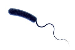 Bactérie de cholerae de vibrio illustration stock Bactérie de cholerae de vibrio illustration stock