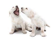 Bad dog breath puppies