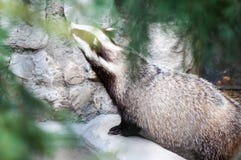 Badger o descanso na pedra que aprecia o tempo agradável, atrás das folhas verdes no parque zoológico imagem de stock Badger o descanso na pedra que aprecia o tempo agradável, atrás das folhas verdes no parque zoológico imagem de stock