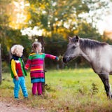 Badine le cheval de alimentation à une ferme Photo stock Badine le cheval de alimentation à une ferme Photo stock