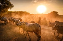 Bagan Myanmar-Landwirte und -kühe bei Sonnenuntergang lizenzfreie stockfotos Bagan Myanmar-Landwirte und -kühe bei Sonnenuntergang lizenzfreie stockfotos