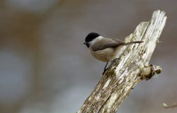 Bagna tit na gałąź, Szwecja zdjęcie stock Bagna tit na gałąź, Szwecja zdjęcie stock