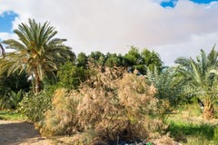 Bahariya Oasis. Egypt Stock Photography Bahariya Oasis. Egypt Stock Photography