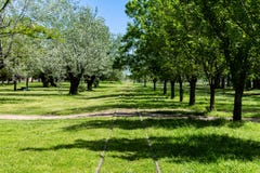Bahngleise, welche die bewaldete Landschaft kreuzen lizenzfreie stockfotos Bahngleise, welche die bewaldete Landschaft kreuzen lizenzfreie stockfotos
