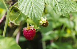 Baie de framboise rouge sur une branche photo stock Baie de framboise rouge sur une branche photo stock