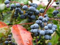 Baies bleues dans le jardin image stock Baies bleues dans le jardin image stock