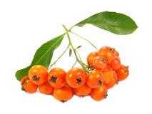 Baies d'orange de Firethorn de Pyracantha Photographie stock Baies d'orange de Firethorn de Pyracantha Photographie stock