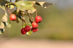 Baies de Pyracantha Images libres de droits Baies de Pyracantha Images libres de droits