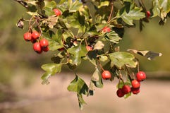 Baies de Pyracantha Photographie stock Baies de Pyracantha Photographie stock