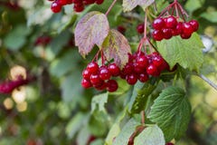 Baies rouges de viburnum accrochant sur l'arbre image stock Baies rouges de viburnum accrochant sur l'arbre image stock