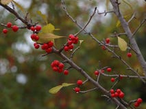 Baies sur une branche Image stock Baies sur une branche Image stock