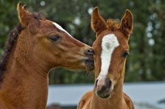 Baisers des colts Photographie stock Baisers des colts Photographie stock