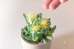 Baisse de main de femmes l'eau au petits arbre/cactus, l'eau pendant la vie, concept de jour de l'eau du monde avec l'espace de c Image stock Baisse de main de femmes l'eau au petits arbre/cactus, l'eau pendant la vie, concept de jour de l'eau du monde avec l'espace de c Image stock