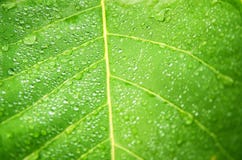 Baisses de l'eau sur la feuille verte Photographie stock Baisses de l'eau sur la feuille verte Photographie stock