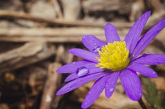 Baisses de l'eau sur la fleur photo stock Baisses de l'eau sur la fleur photo stock