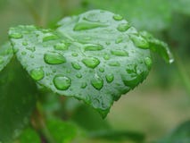 Baisses de l'eau sur la lame verte après pluie photographie stock Baisses de l'eau sur la lame verte après pluie photographie stock