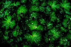 Baisses magiques de l'eau sur feuilles vertes vives après pluie dans le jardin, vue supérieure, couleurs de minuit, noir d'isolem image stock Baisses magiques de l'eau sur feuilles vertes vives après pluie dans le jardin, vue supérieure, couleurs de minuit, noir d'isolem image stock