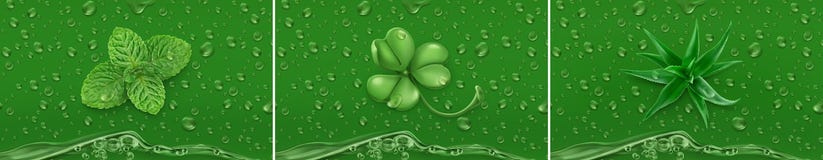 Baisses vertes Menthe, trèfle, aloès vecteur 3d illustration stock Baisses vertes Menthe, trèfle, aloès vecteur 3d illustration stock