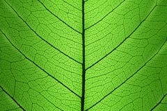 Bakgrund av den gröna bladcellstrukturen - naturlig textur royaltyfri bild Bakgrund av den gröna bladcellstrukturen - naturlig textur royaltyfri bild
