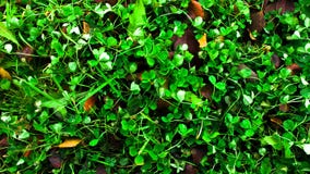 Bakgrund av grön växt av släktet Trifolium royaltyfri bild Bakgrund av grön växt av släktet Trifolium royaltyfri bild