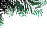 Bakgrund av kokosnöten fattar på vit bakgrund, palmträd Botanisk illustration för vektor, beståndsdelar för design stock illustrationer Bakgrund av kokosnöten fattar på vit bakgrund, palmträd Botanisk illustration för vektor, beståndsdelar för design stock illustrationer