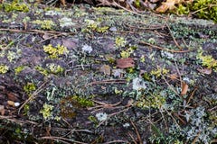 Bakgrund av prydliga visare, mossor, sidor Skoggolv med torra sidor och mossa Textur naturlig bakgrund Royaltyfri Fotografi Bakgrund av prydliga visare, mossor, sidor Skoggolv med torra sidor och mossa Textur naturlig bakgrund Royaltyfri Fotografi